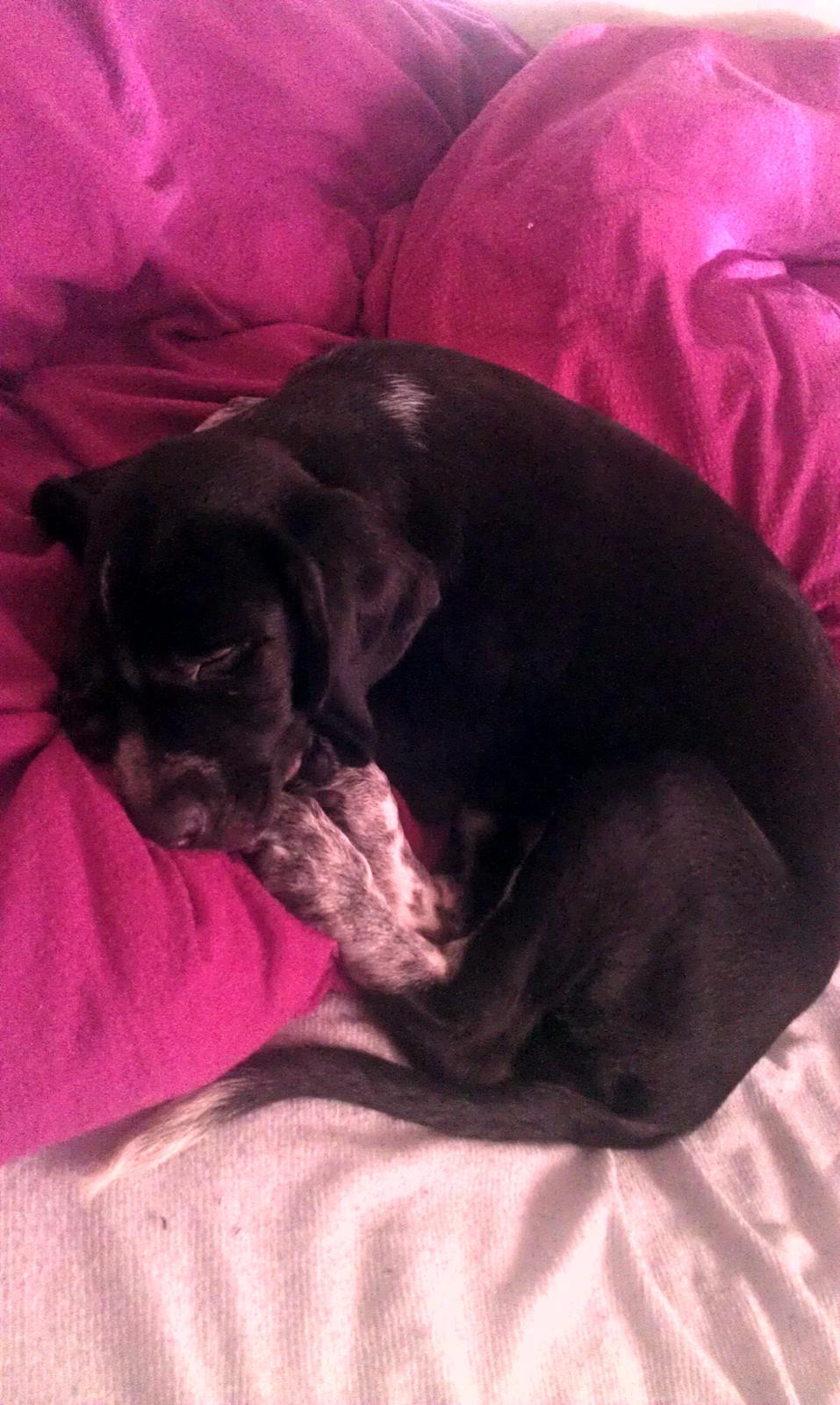 Blanding af racer Zita billede 3