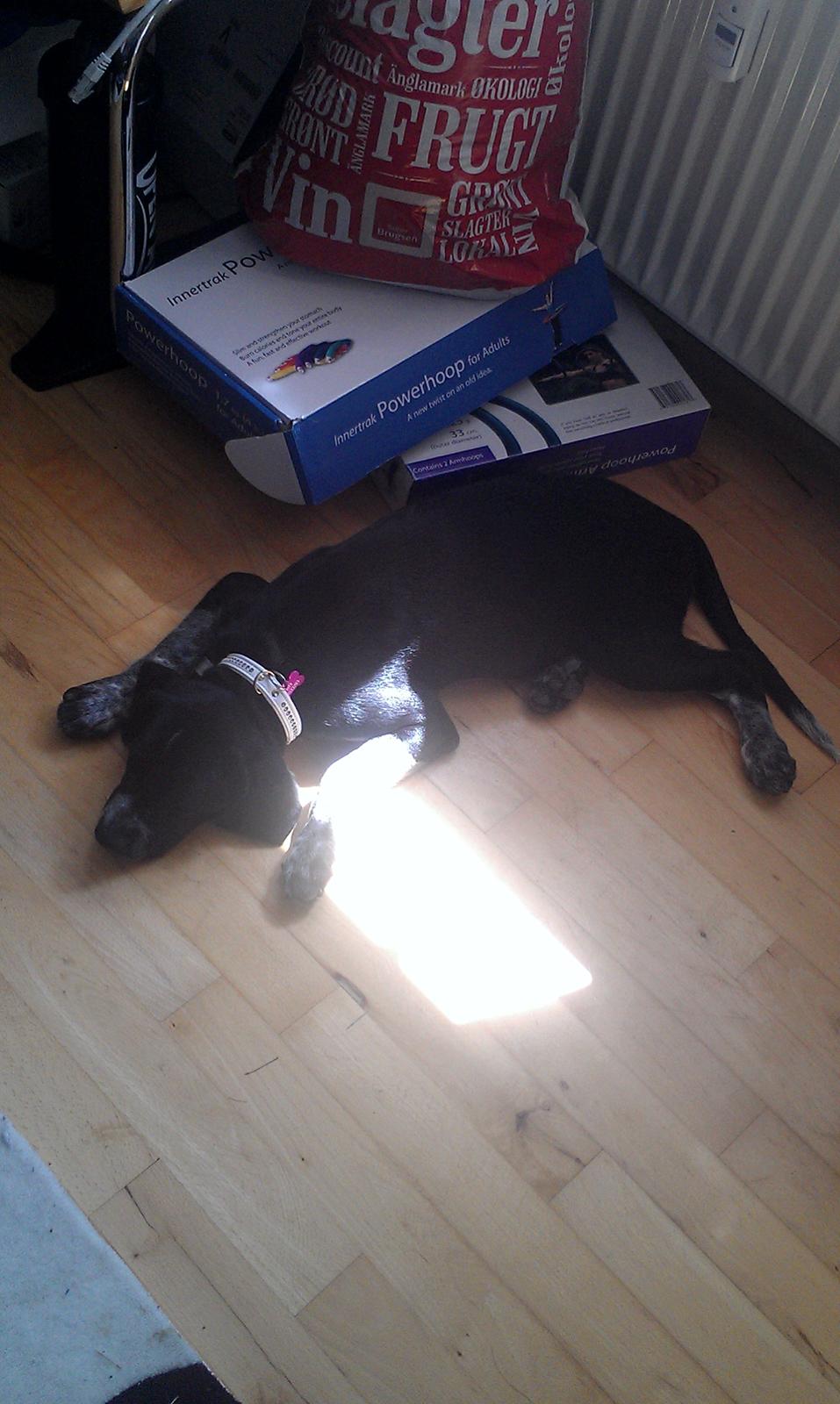 Blanding af racer Zita billede 5