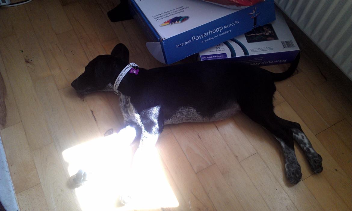 Blanding af racer Zita billede 6