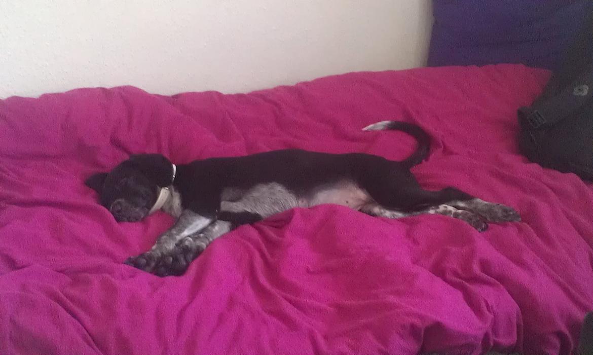 Blanding af racer Zita billede 7