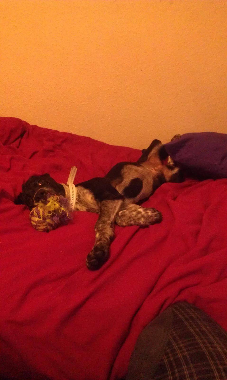 Blanding af racer Zita billede 8