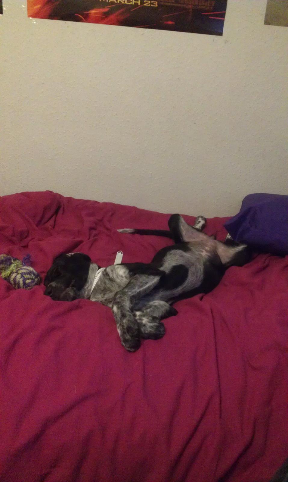 Blanding af racer Zita billede 9