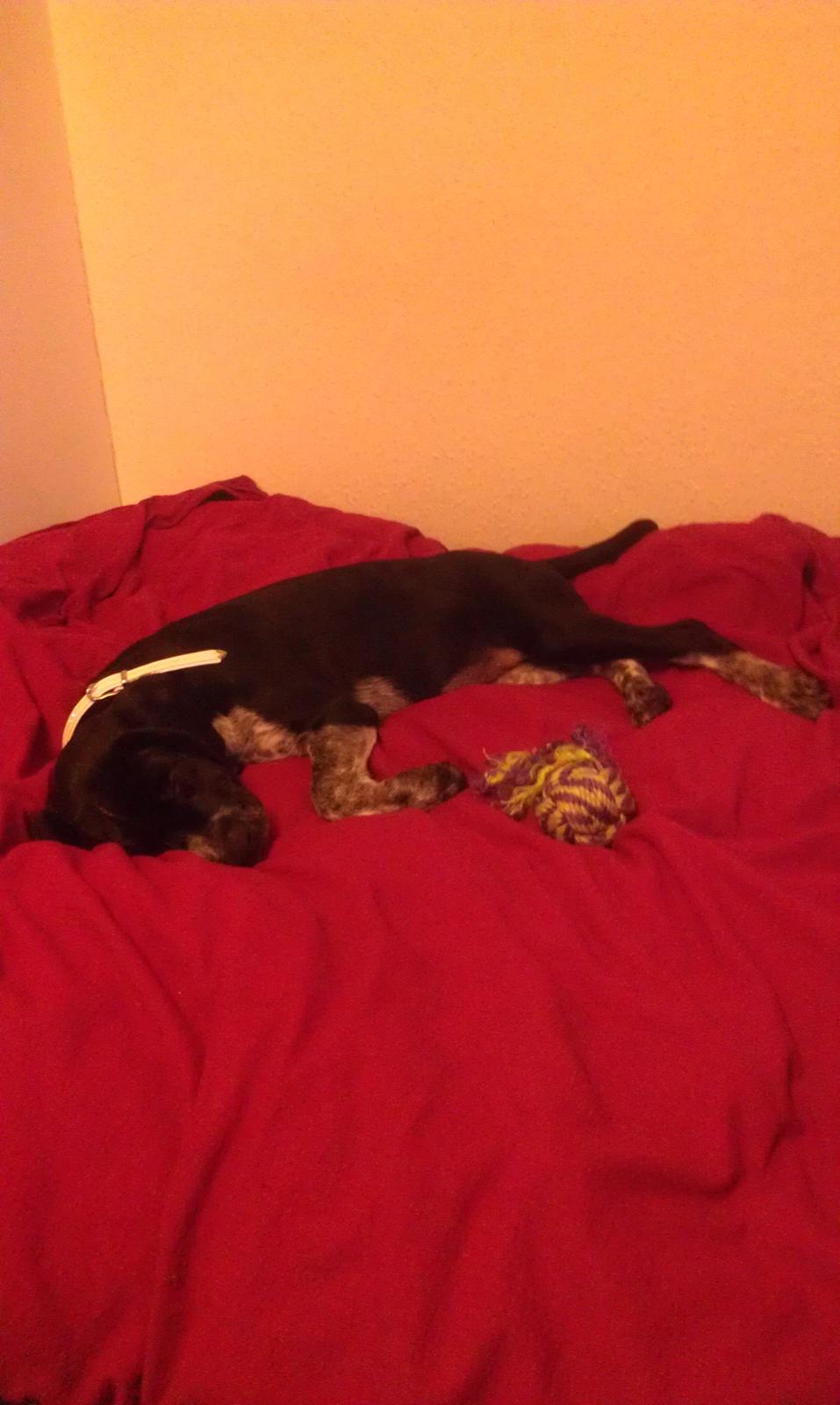 Blanding af racer Zita billede 10