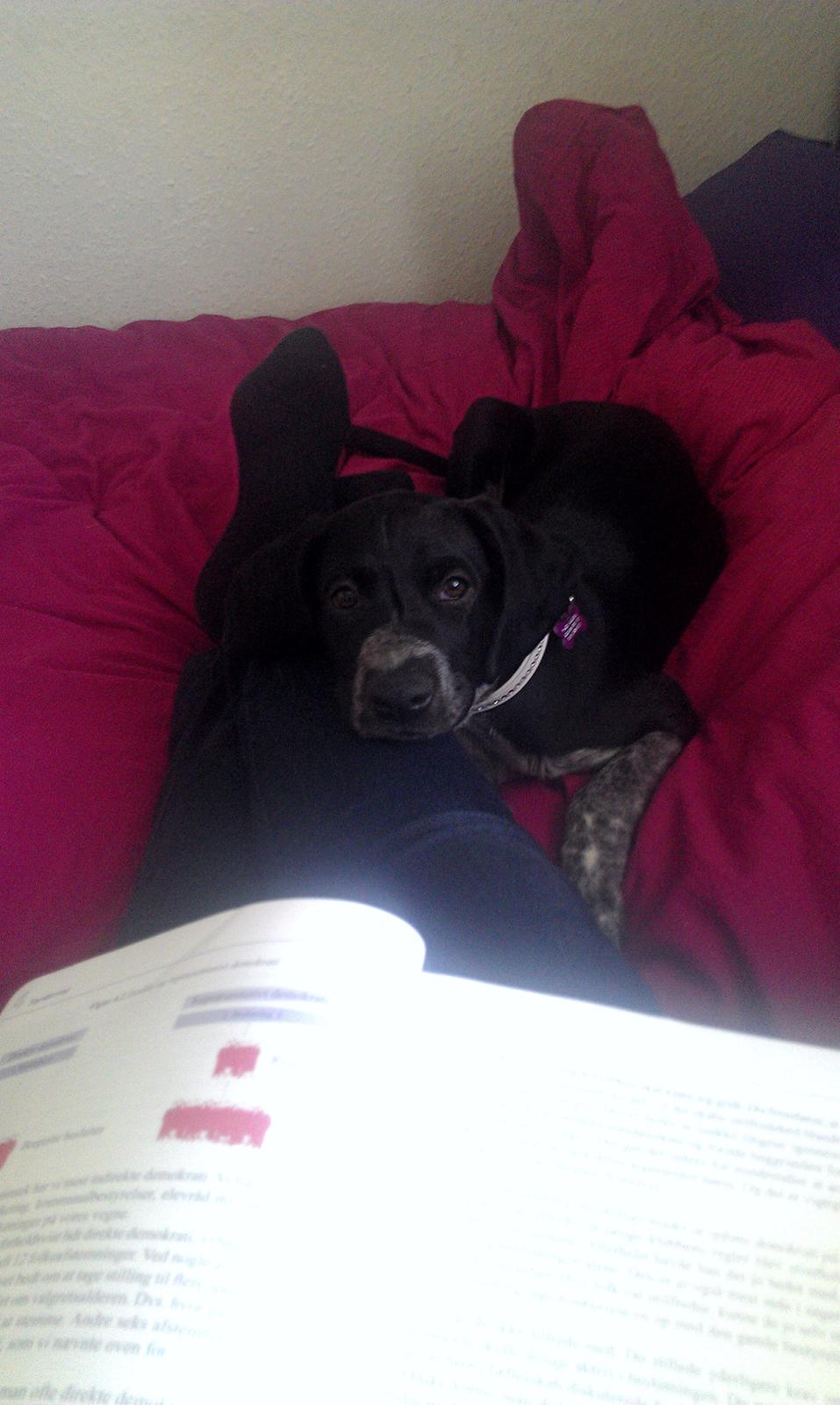 Blanding af racer Zita - Jeg måtte ikke læse til min eksamen i samfundsfag ifølge Zita :P Hun har faktisk også været skyld i, at jeg slet ikke har haft nogen eksamensnervøsitet i år overhovedet :D Fik 7 til alle prøverne til trods for at jeg sad og læste meget ukoncentreret dagen billede 11