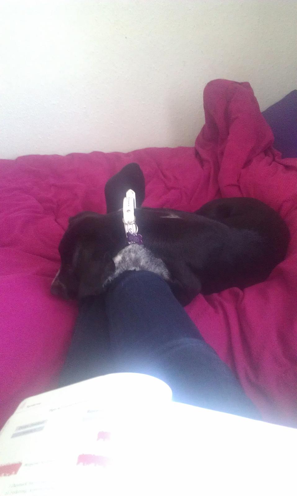 Blanding af racer Zita - Forstyrrer stadigvæk :P billede 12