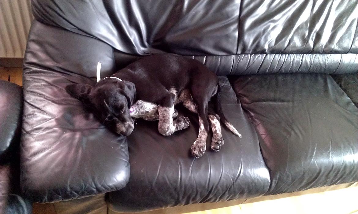 Blanding af racer Zita billede 13