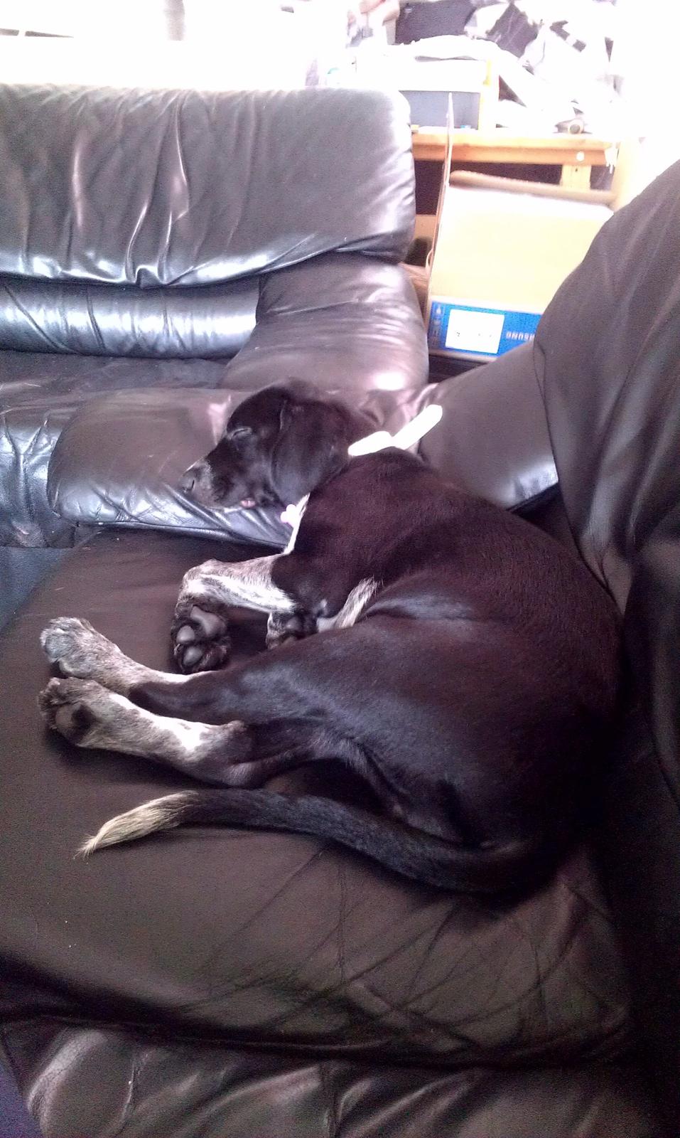 Blanding af racer Zita billede 14