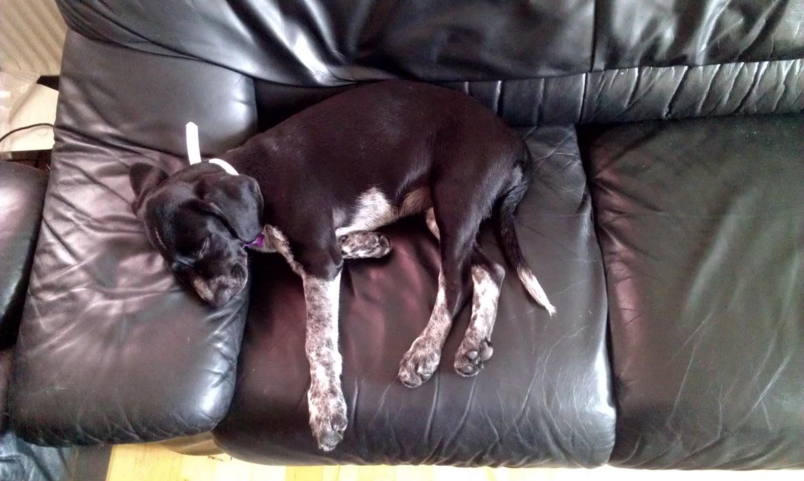 Blanding af racer Zita billede 15