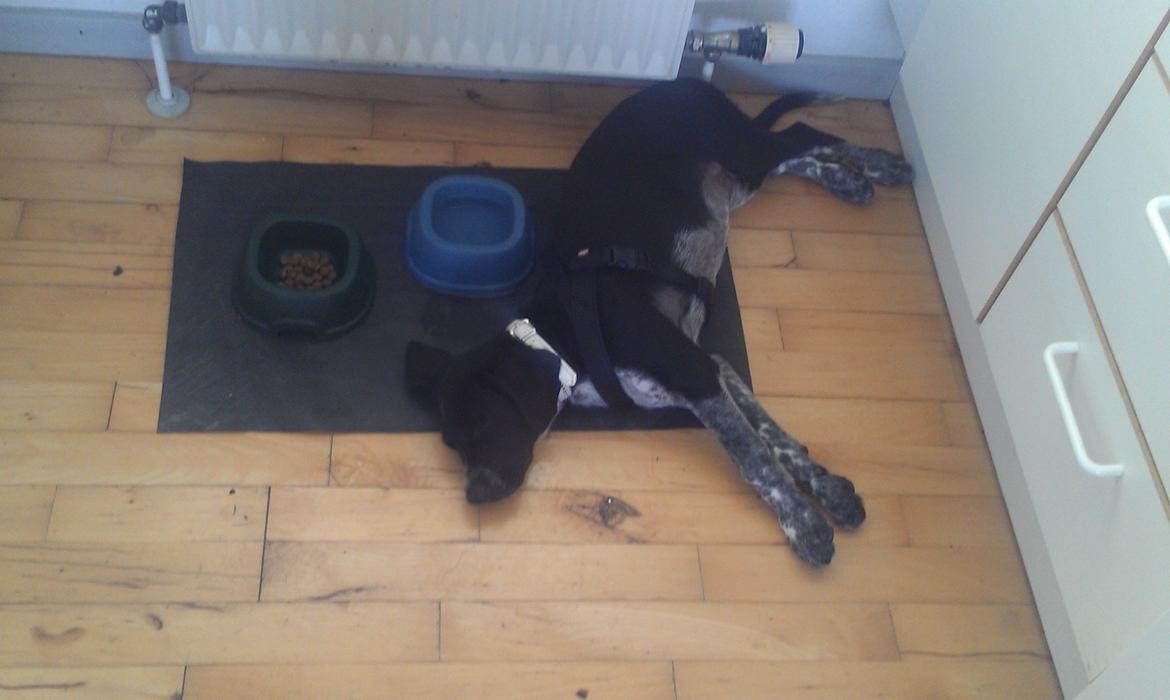 Blanding af racer Zita - Det er hårdt at være ved dyrlægen :P billede 16