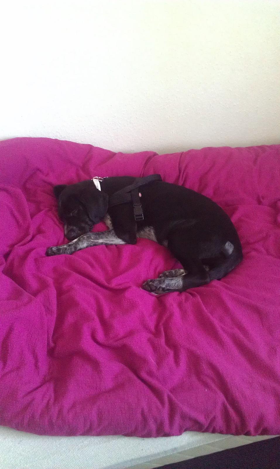 Blanding af racer Zita billede 17