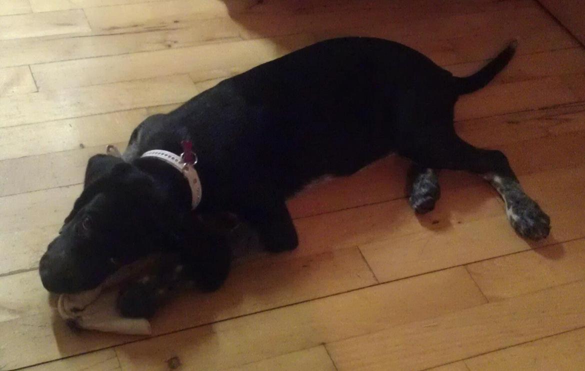 Blanding af racer Zita billede 18