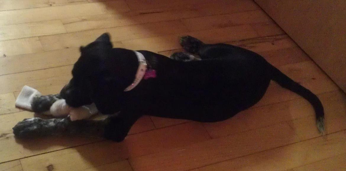 Blanding af racer Zita billede 19