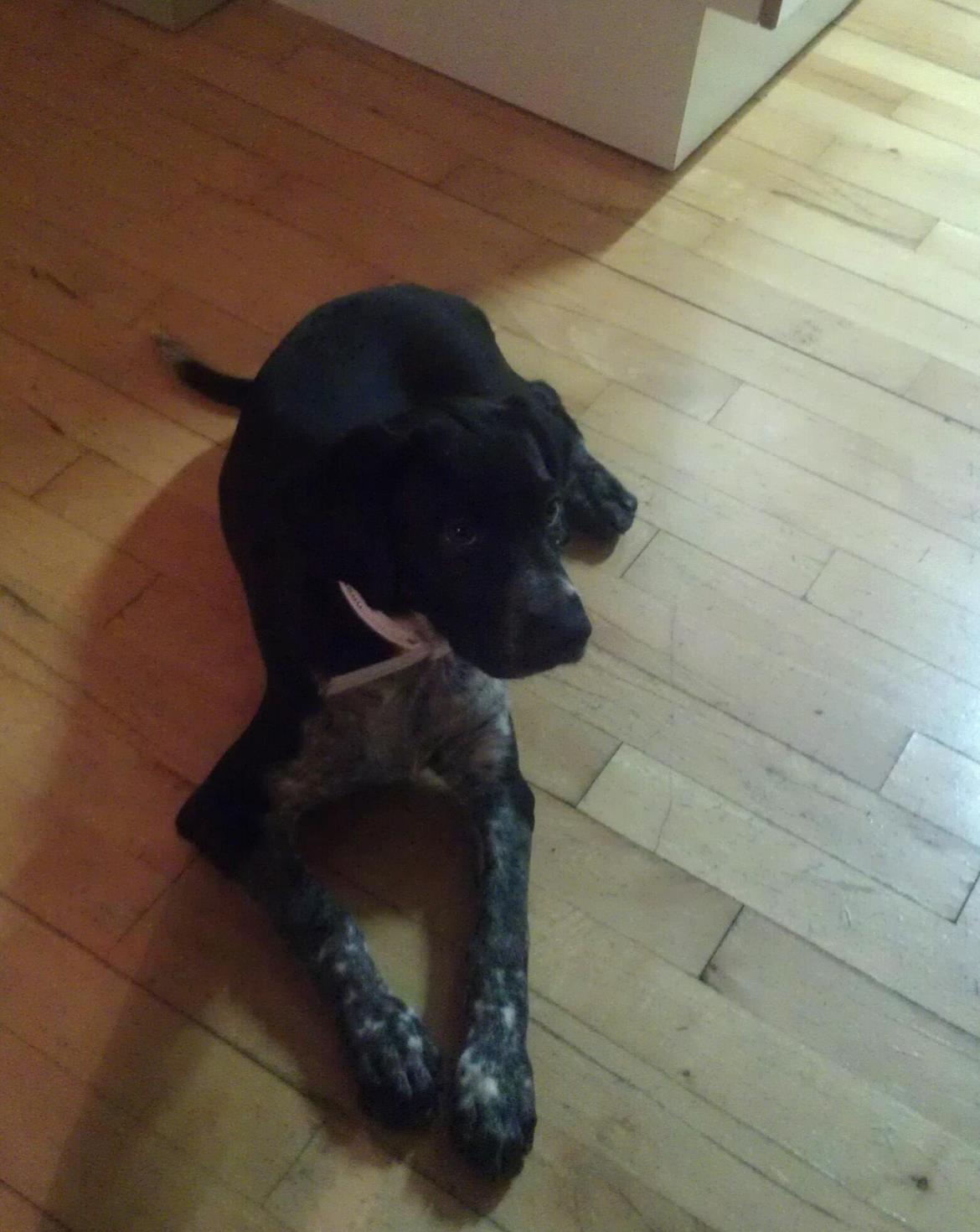 Blanding af racer Zita billede 20