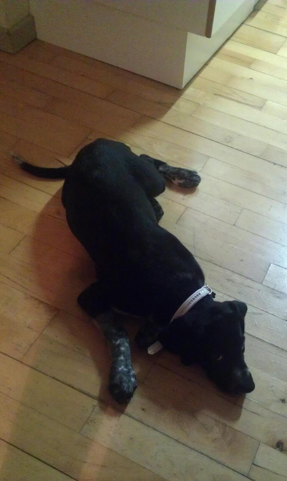 Blanding af racer Zita - Ude på narrestreger :P billede 21