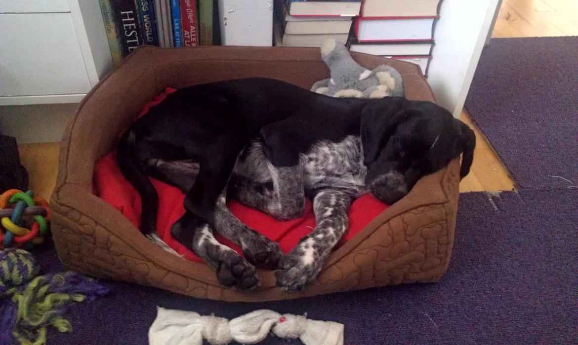 Blanding af racer Zita billede 22