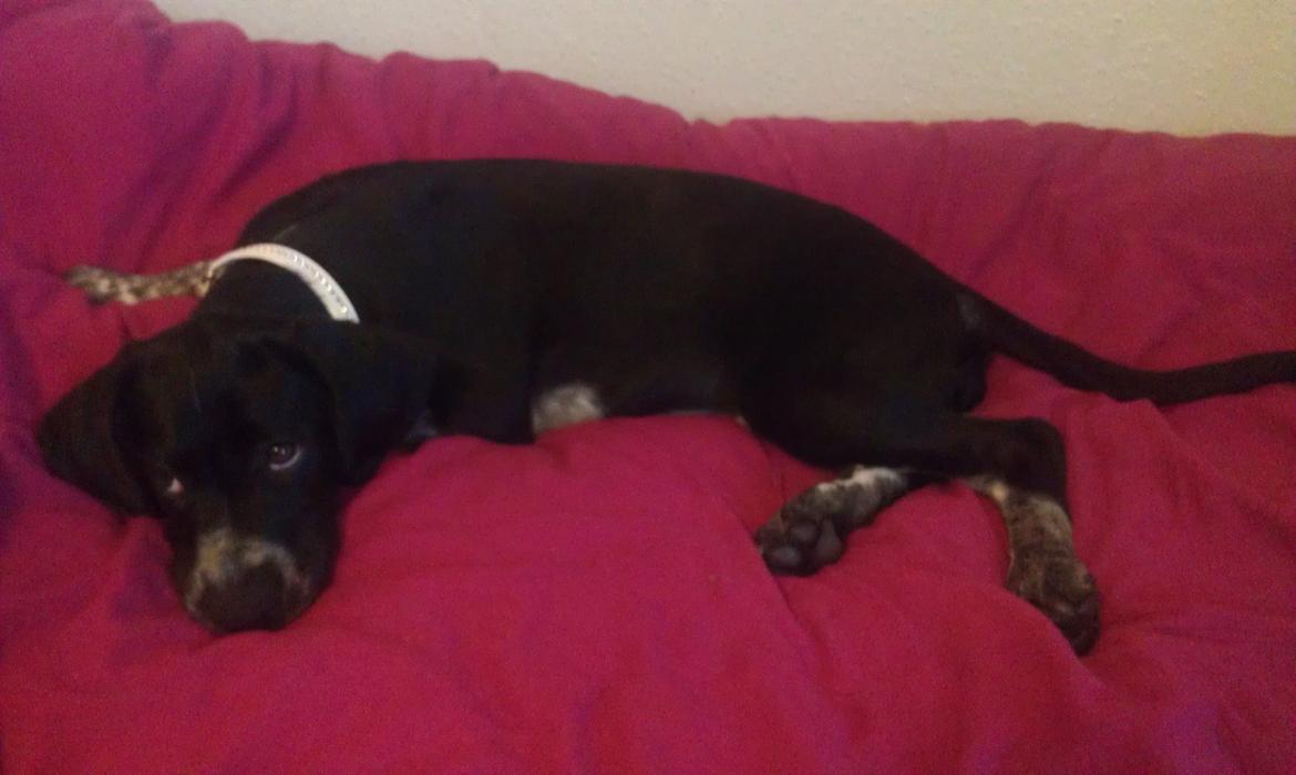 Blanding af racer Zita - Fræk og med et glimt i øjet :) billede 23