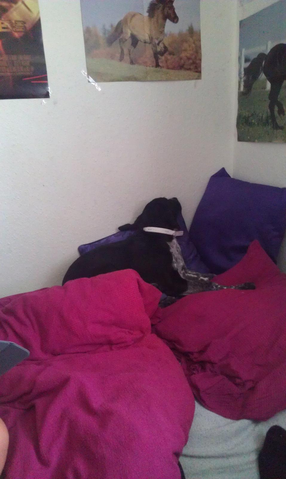 Blanding af racer Zita - Sover på alle mulige mærkelige måder :P billede 24