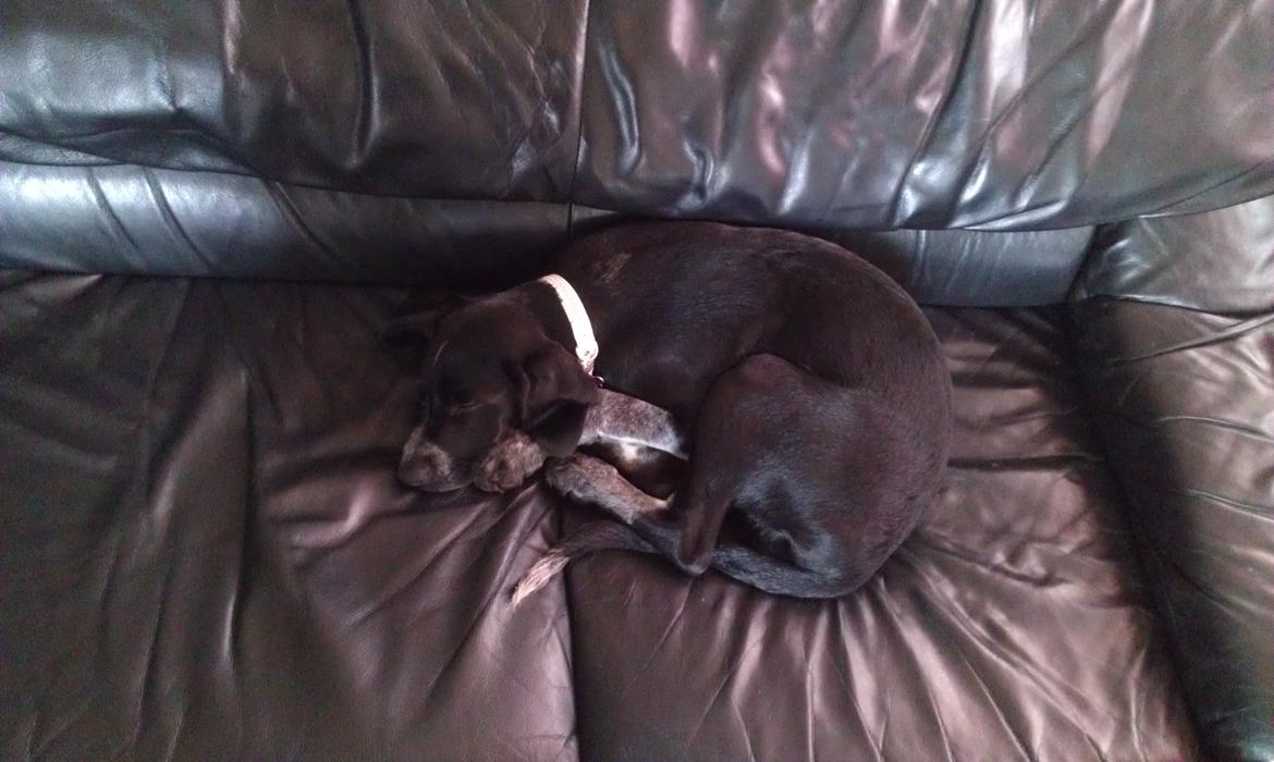 Blanding af racer Zita billede 25