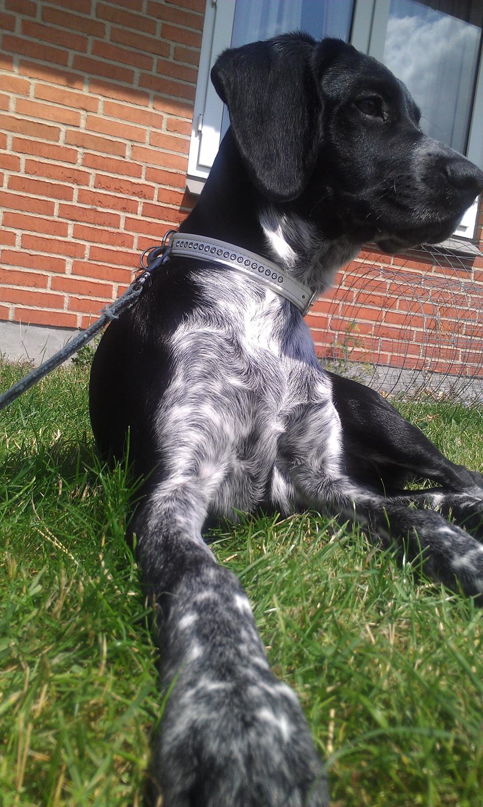 Blanding af racer Zita - Like a boss 8) billede 26