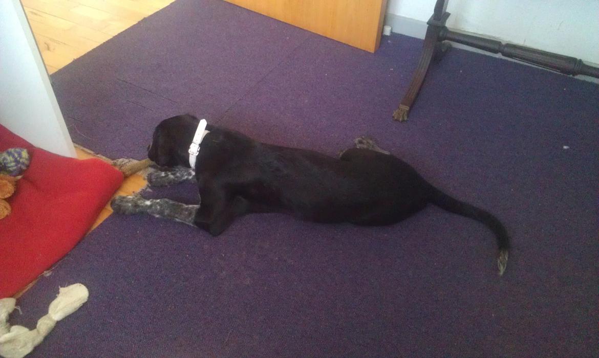 Blanding af racer Zita - Hjælp!  Min bette vovse vokser alt for hurtigt! xD billede 27