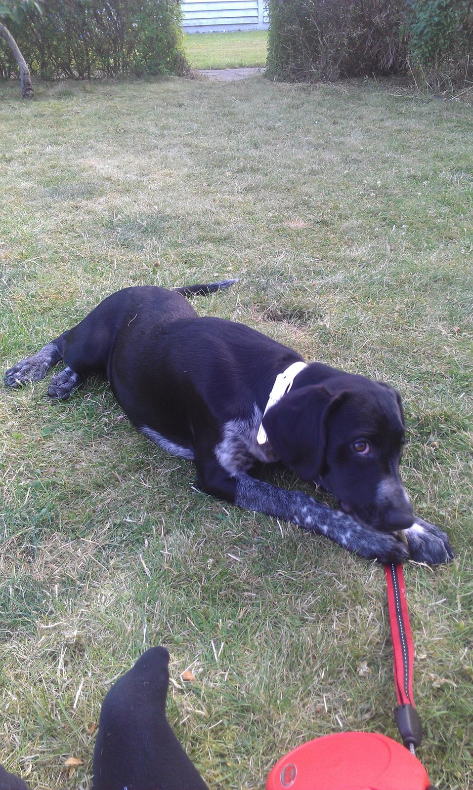 Blanding af racer Zita - Skal vi lege? billede 28