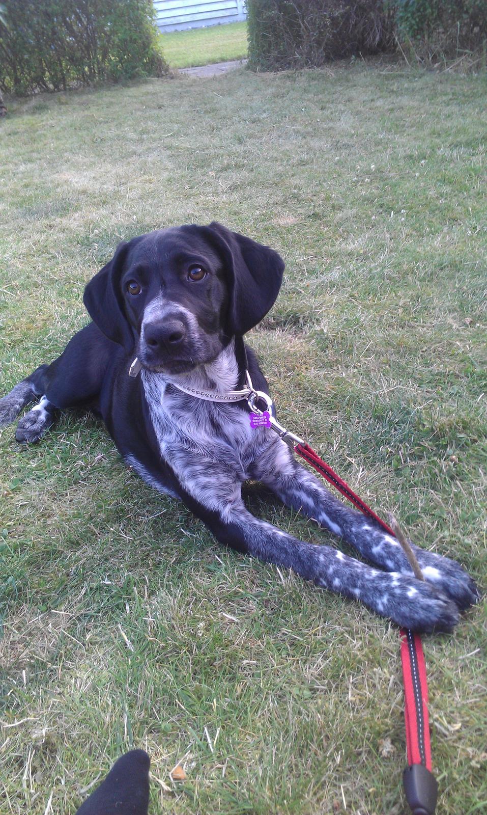 Blanding af racer Zita billede 29