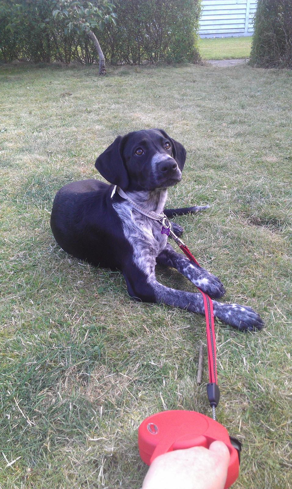 Blanding af racer Zita billede 30