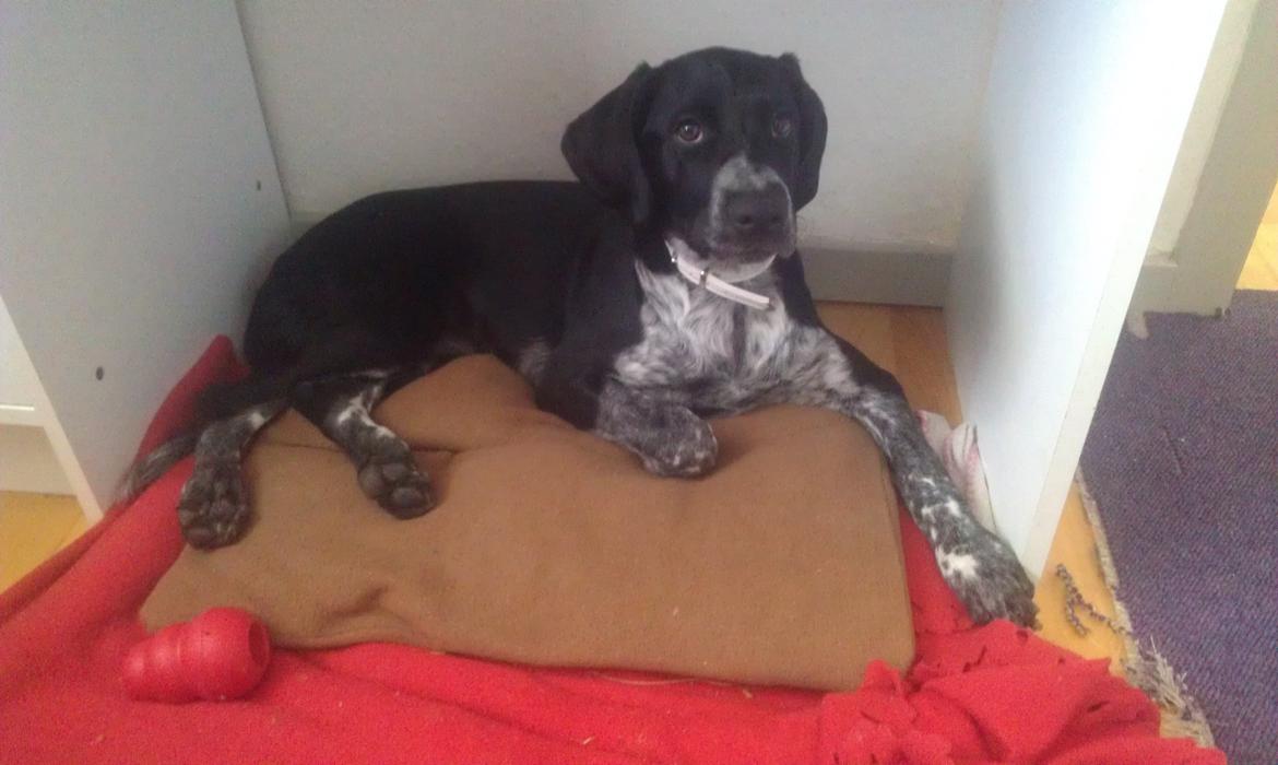 Blanding af racer Zita - Nu hvor hun selv er skyld i, at hendes seng er flænset i en million stykker, er hun selv ude om kun at ligge på den tilbageværende pude samt 2 tæpper :) Men den hundekurv er nok alligevel for lille til hende nu, da hun vokser så hurtigt :P billede 31