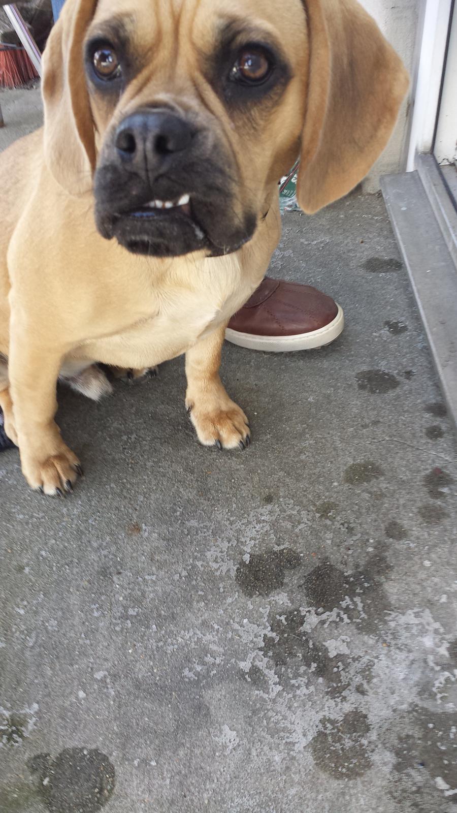 Blanding af racer Balther (Puggle) billede 1