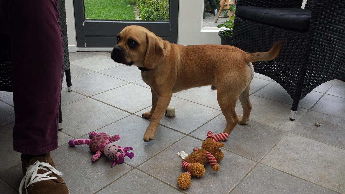 Blanding af racer Balther (Puggle) billede 2