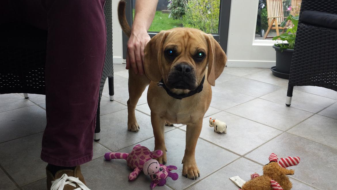 Blanding af racer Balther (Puggle) billede 3