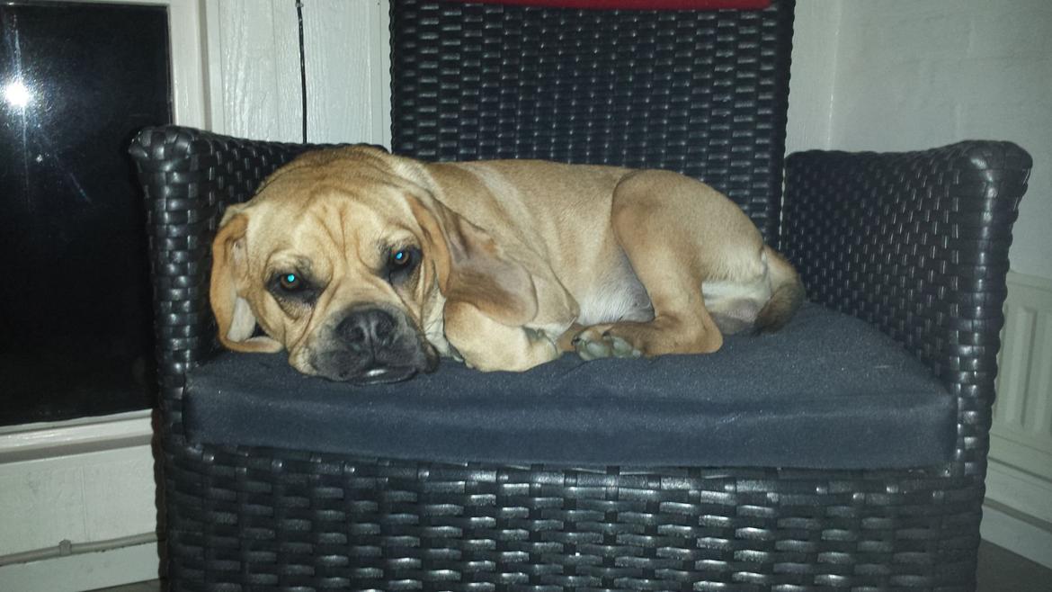 Blanding af racer Balther (Puggle) billede 4