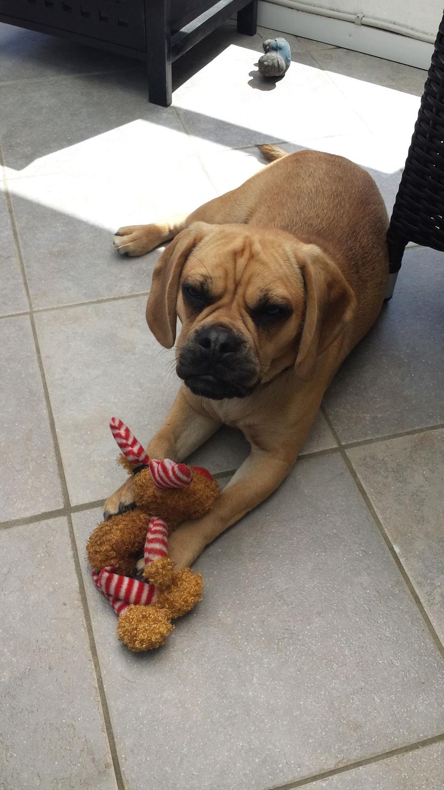 Blanding af racer Balther (Puggle) billede 5