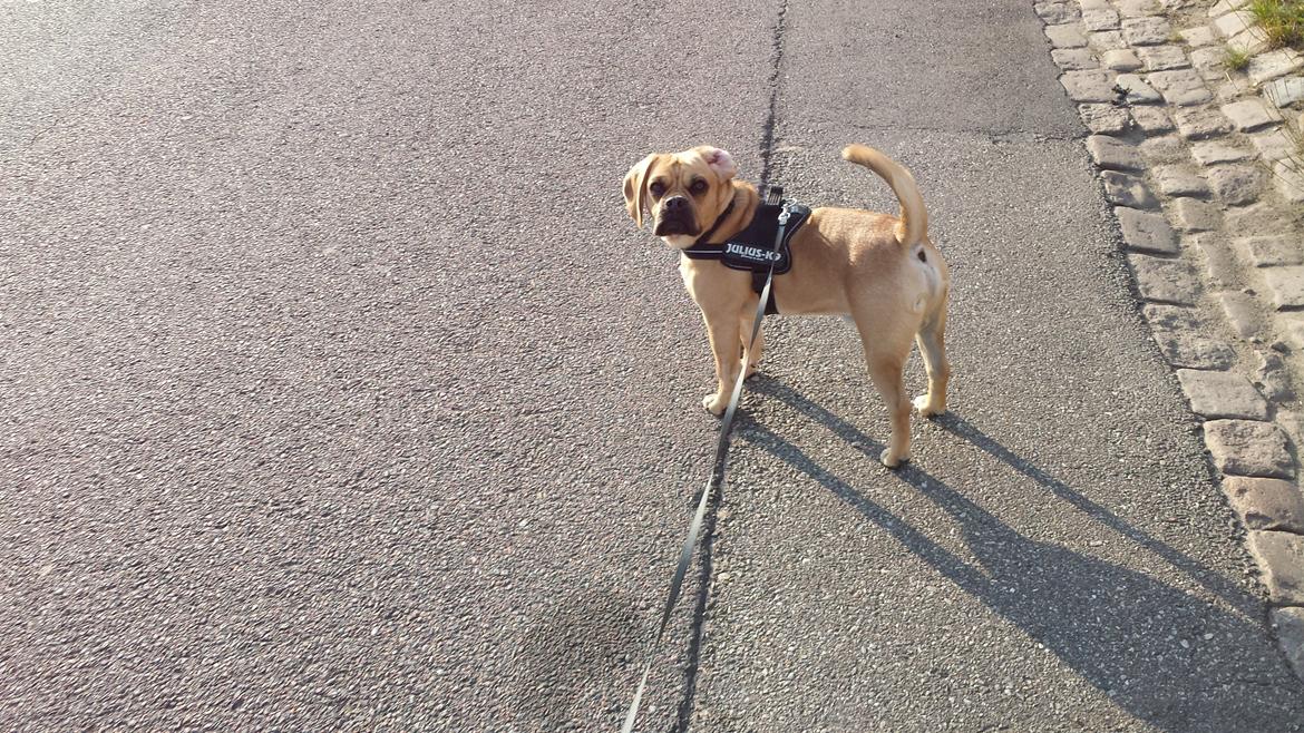 Blanding af racer Balther (Puggle) billede 6