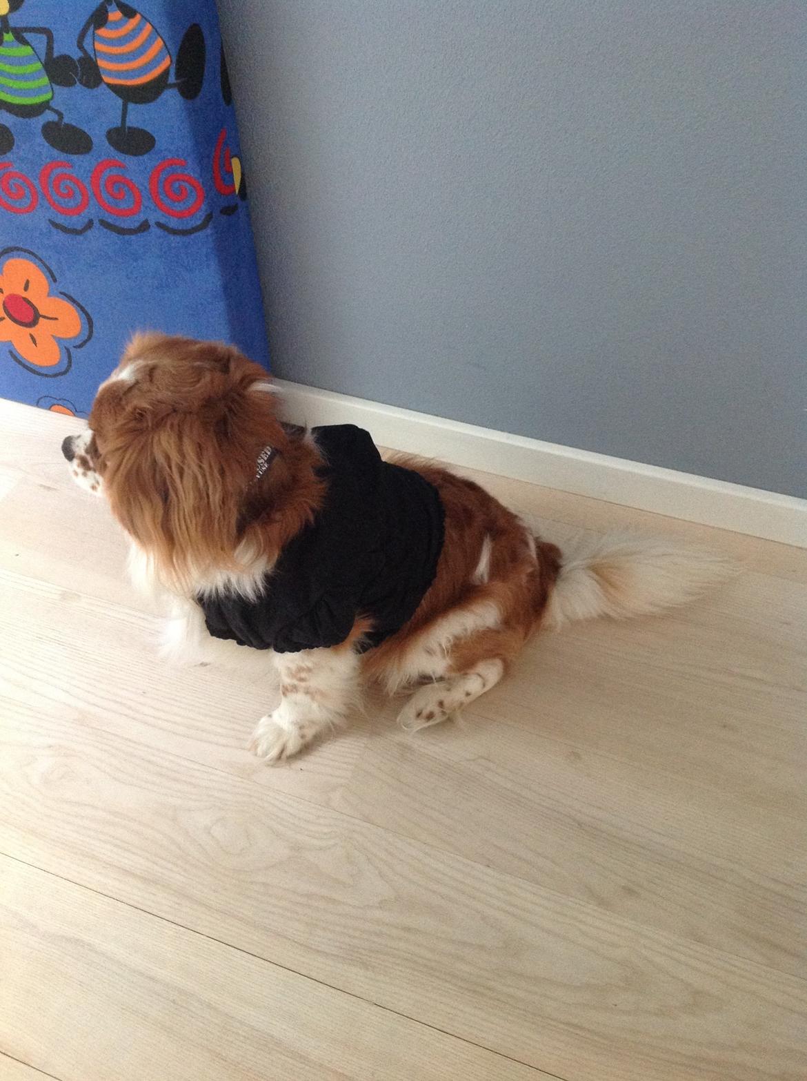 Blanding af racer Charlie billede 2