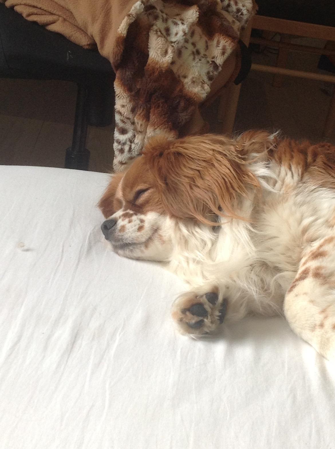 Blanding af racer Charlie billede 4