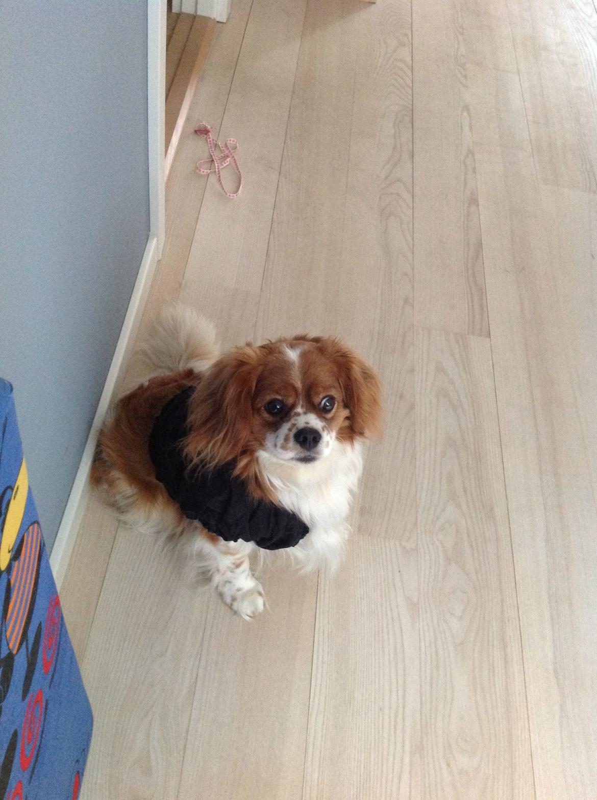 Blanding af racer Charlie billede 5