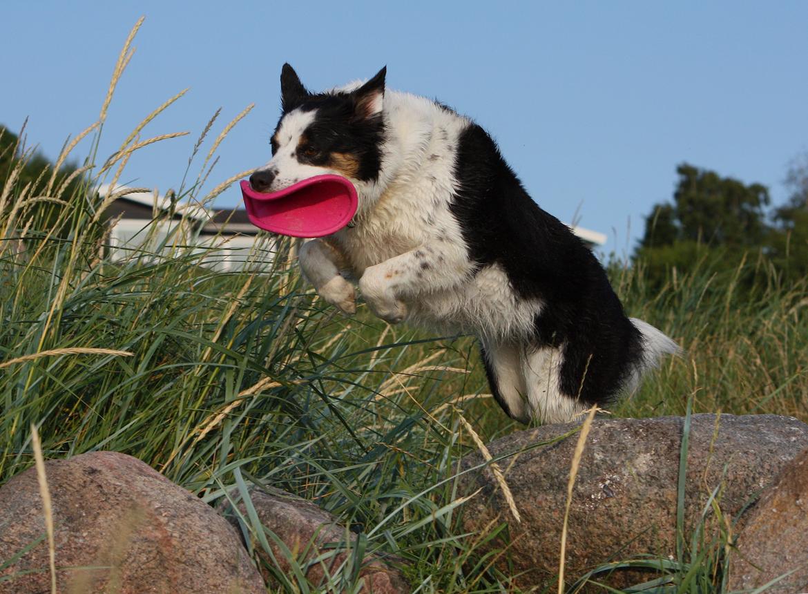 Border collie Tia - 12 år billede 2