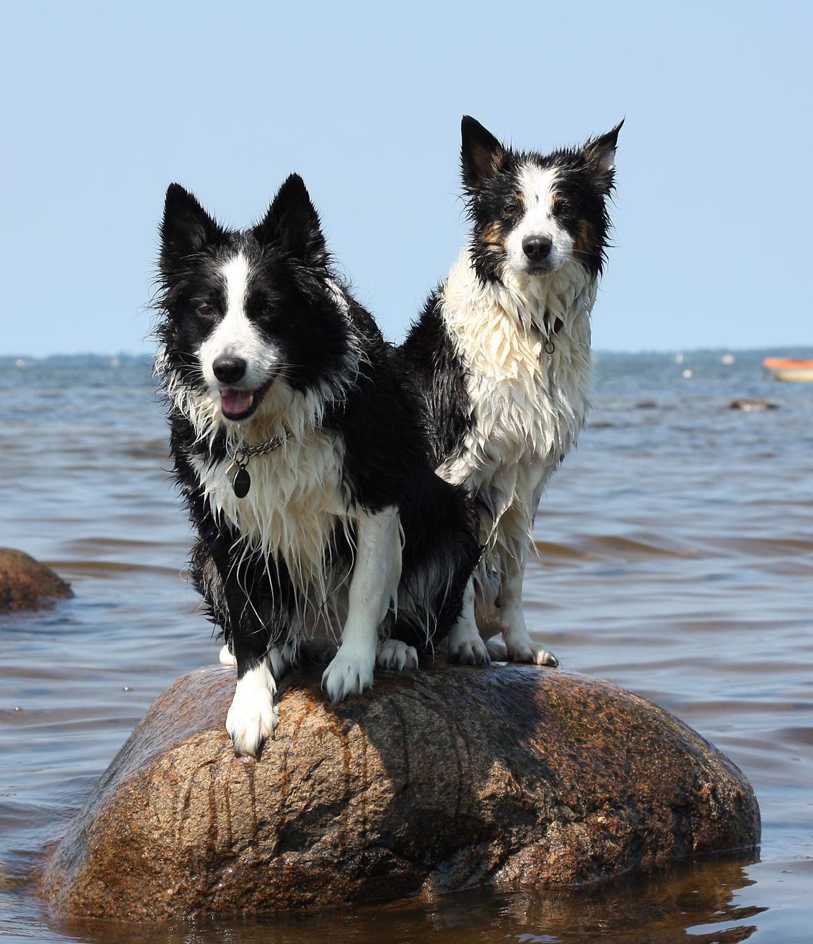 Border collie Daisy - 13 år billede 19