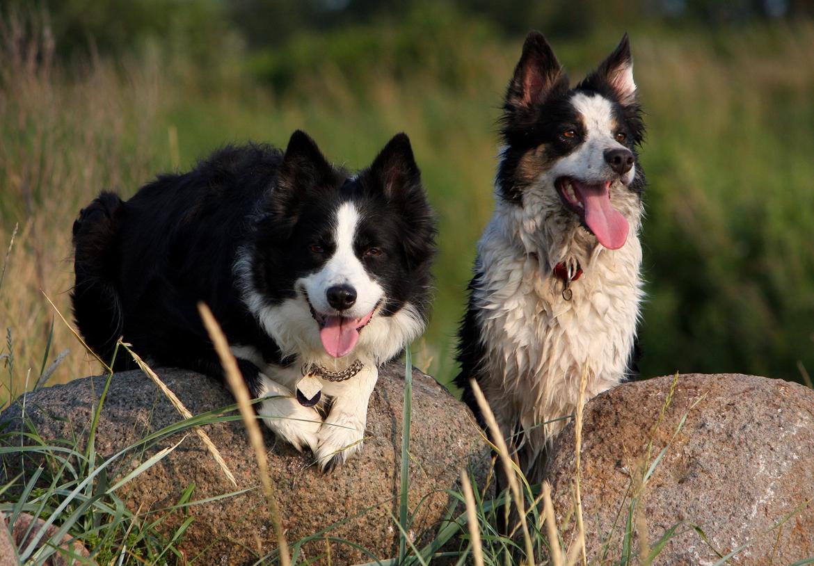 Border collie Daisy - 13 år billede 20