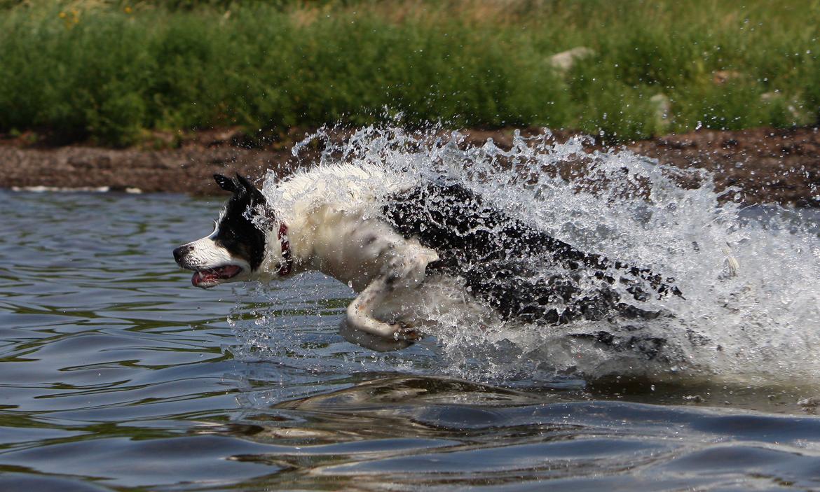 Border collie Tia - 12 år billede 3