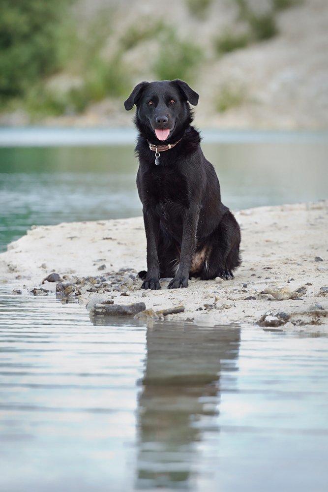 Blanding af racer Keiko - Keiko med på udflugt til Faxe Kalkbrud billede 17
