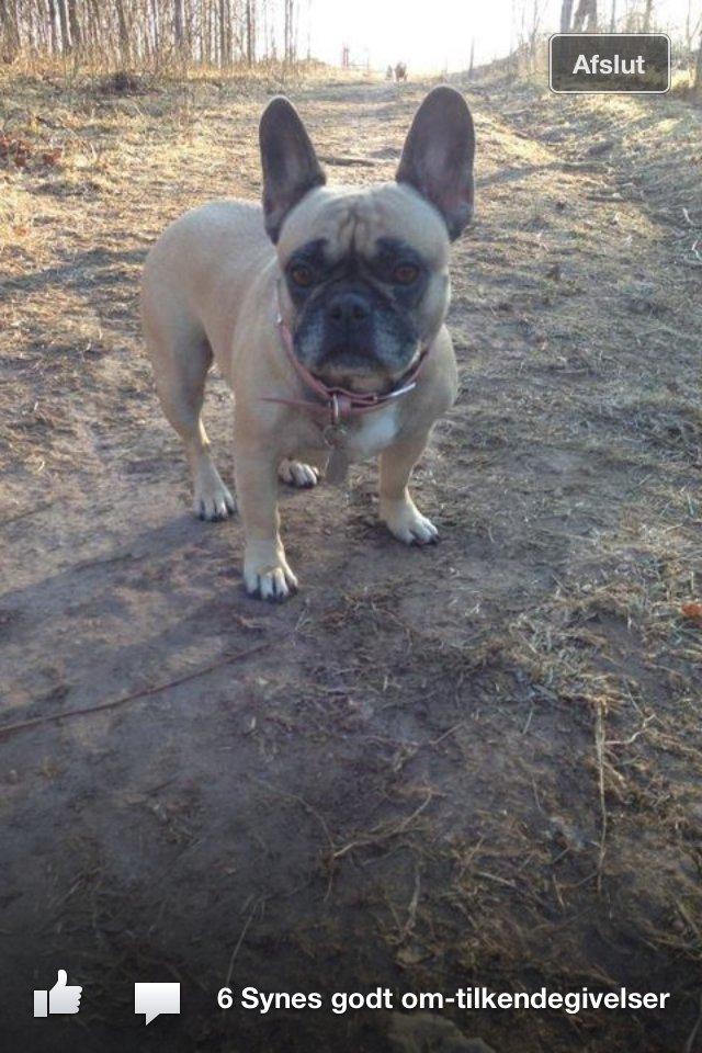 Fransk bulldog Nougat billede 2