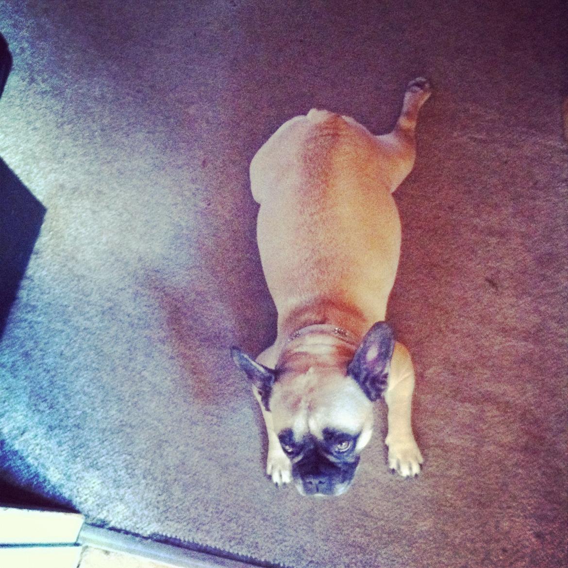 Fransk bulldog Nougat billede 3