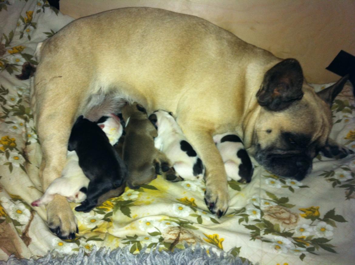 Fransk bulldog Nougat billede 4