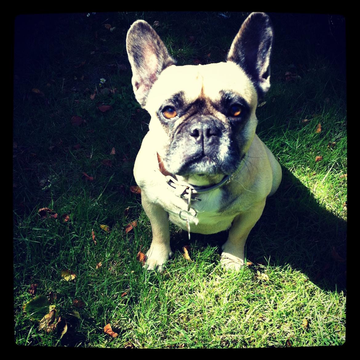 Fransk bulldog Nougat billede 6