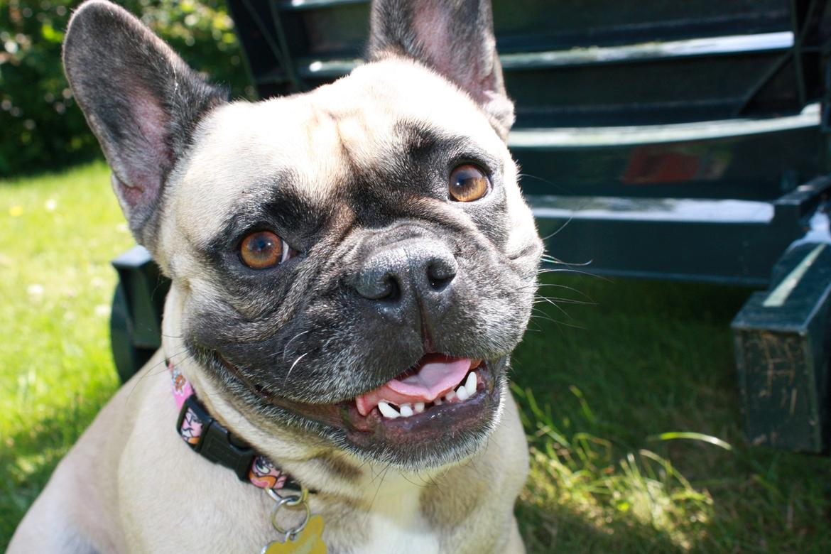 Fransk bulldog Nougat billede 7