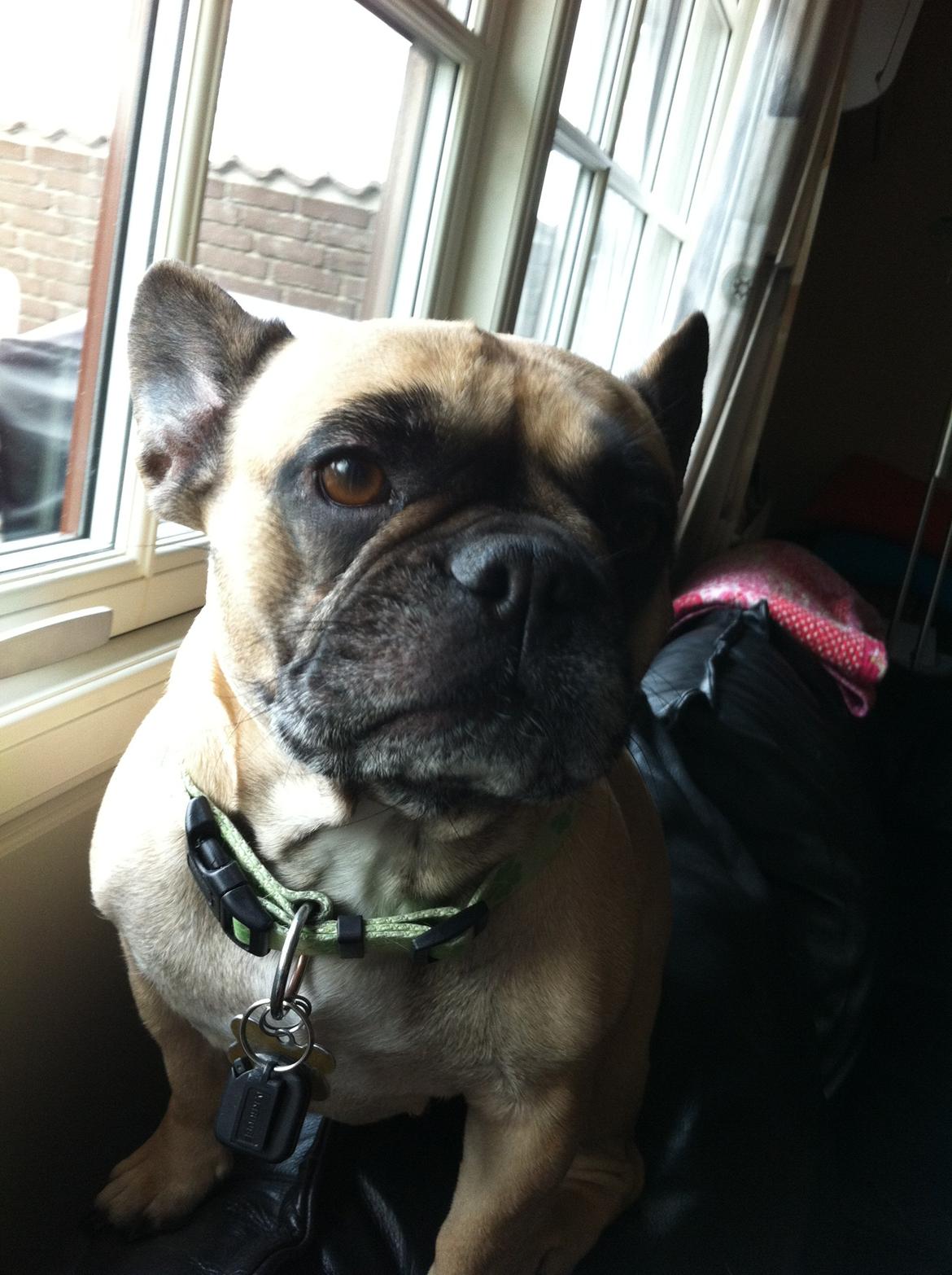 Fransk bulldog Nougat billede 8