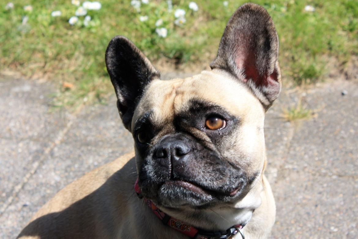 Fransk bulldog Nougat billede 9