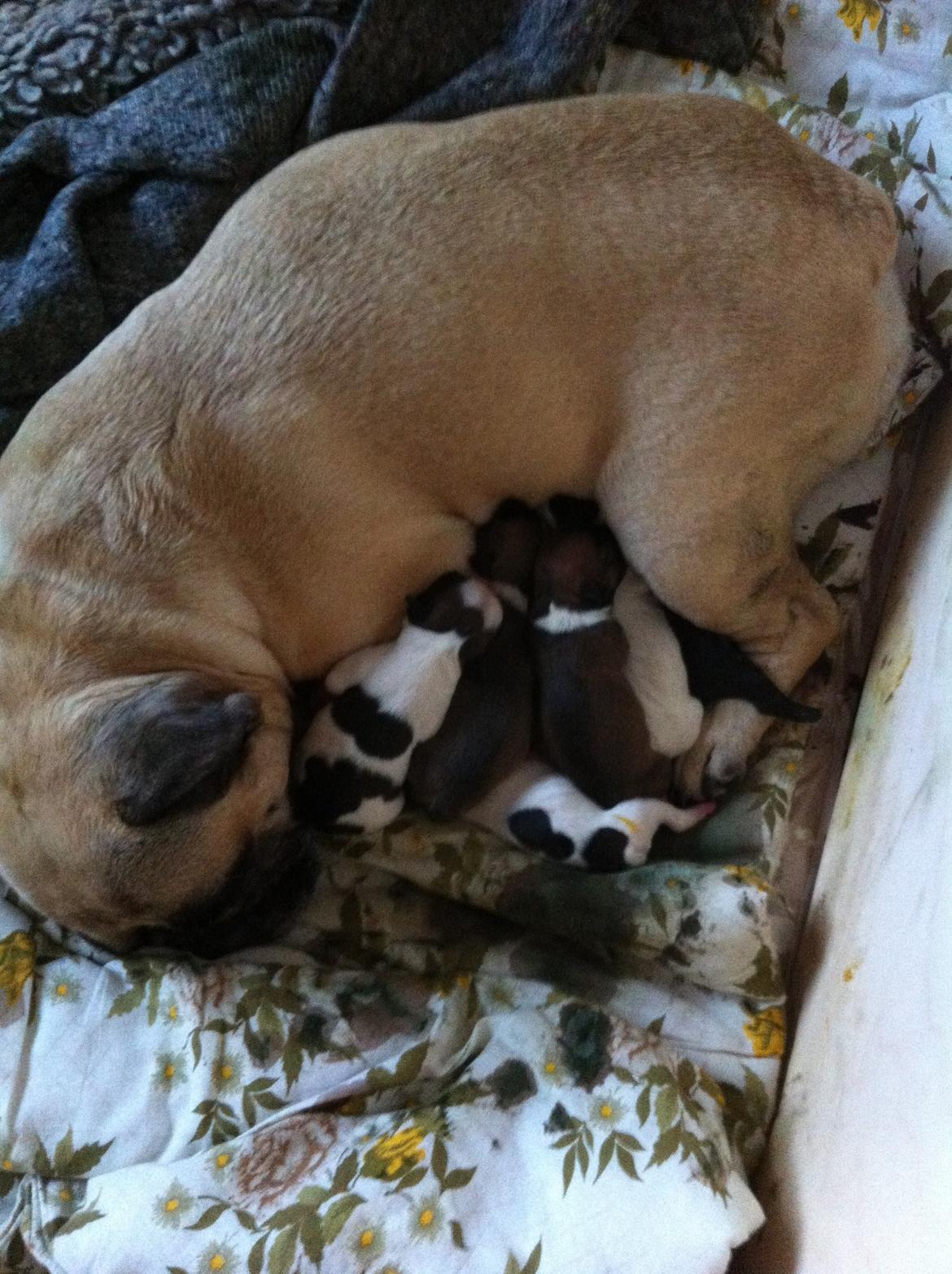 Fransk bulldog Nougat billede 12